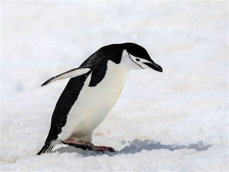 Do Penguins Have Knees? (Anatomy, Why They Waddle + FAQs) | Birdfact