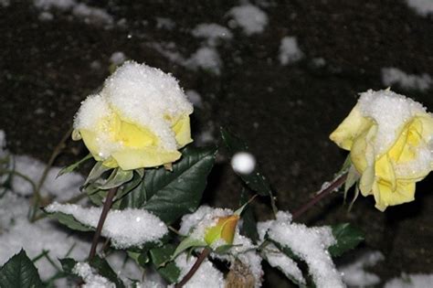 Английская роза (85 фото): виды и сорта, уход, выращивание