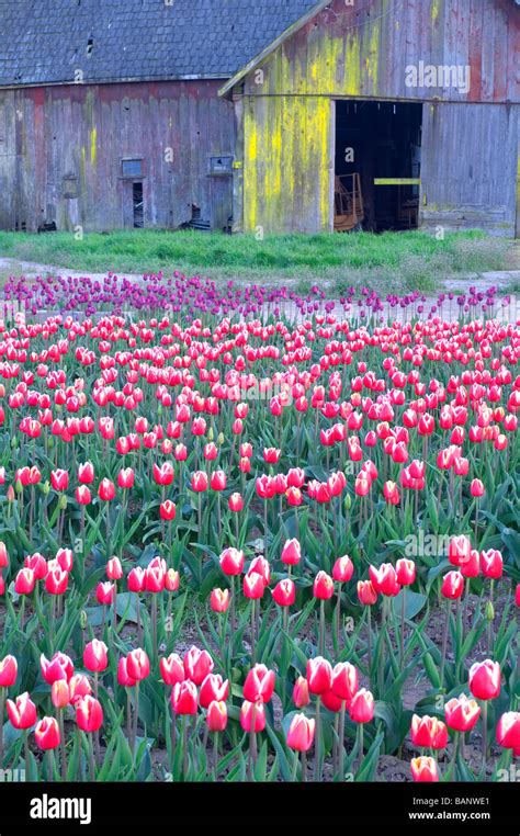 Tulip Fields Skagit Valley Conway Washington Stock Photo Alamy