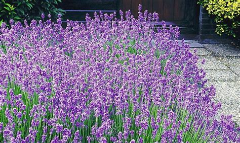 Lavendel Hecke Blau Groupon Goods