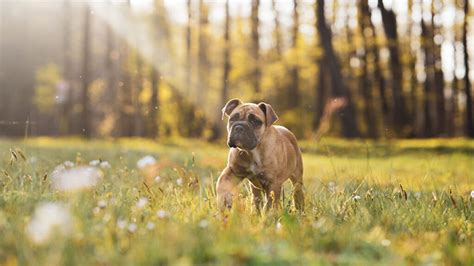 Boxer Caract Re Prix Alimentation Et Sant Wk Vet Fr