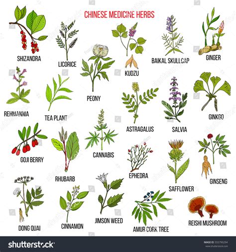 Chinese Medicinal Herbs Hand Drawn Vector Stock Vector (Royalty Free ...