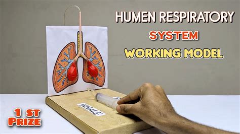 human respiratory system model  easy school project