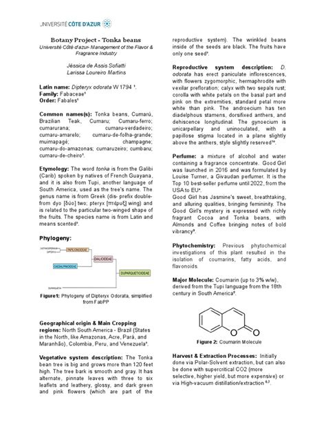 Botany Project | PDF | Plants | Botany