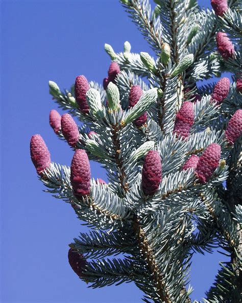 Stech Fichte Picea Pungens Beschreibung Steckbrief Systematik