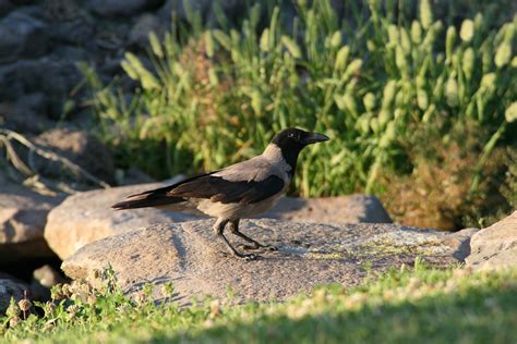 2560x1440 Wallpaper Black And Gray Long Beak Bird Peakpx