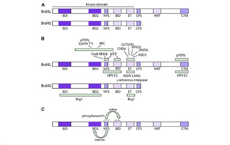 Structure And Function Of The Brd4 Protein A Domains Of The Brd4 Download Scientific