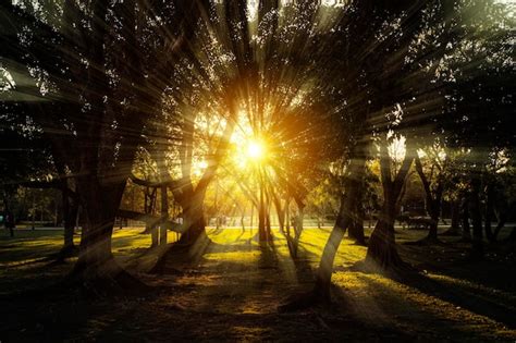 Rvores Da Floresta Natureza Verde Madeira Luz Solar Vista Foto Premium