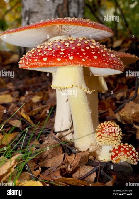 Big Toadstool Hi Res Stock Photography And Images Alamy