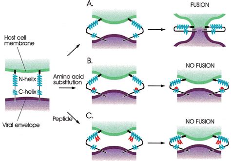 Model For Ebola Virus Gp Mediated Membrane Fusion A Conformational