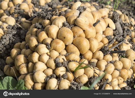 Polypore Mushroom Tree — Stock Photo © belous.alexandr84@gmail.com ...