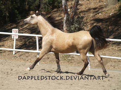 Buckskin Arabian 07 by dappledstock on DeviantArt