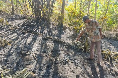 Lansia Di Kulon Progo Diduga Meninggal Usai Membakar Daun Kering Di Hutan