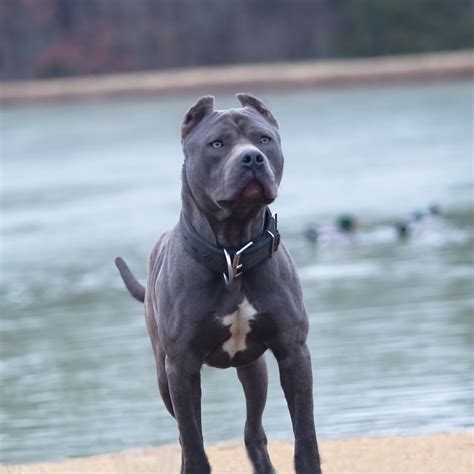 XXL pitbulls | Black Male Pitbulls | American pitbulls