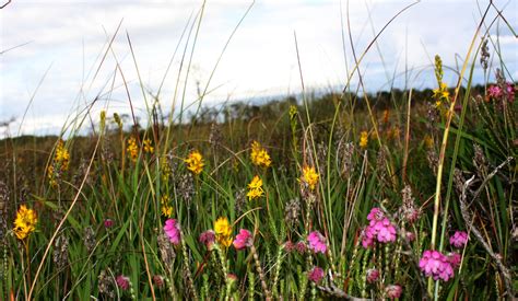 In Praise of Bog Plants | A Bog's Life