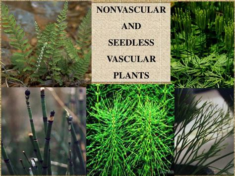 Types Of Seedless Vascular Plants