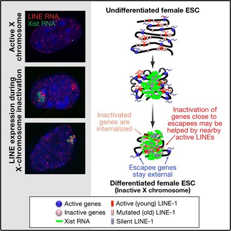 Line Activity In Facultative Heterochromatin Formation During X