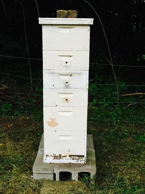 Honeybee Survival Winter 2015 – Mink Hollow Farm