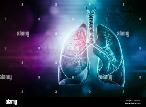 Human Lungs And Bronchial Tree Hi Res Stock Photography And Images Alamy