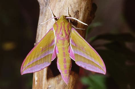 Les animaux qui voient la nuit perçoivent ils les couleurs Science