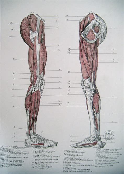 Human Leg Muscles Side View