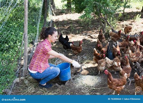 Fazendeiro Que D Galinhas De Alimenta O Na Explora O Av Cola Foto De