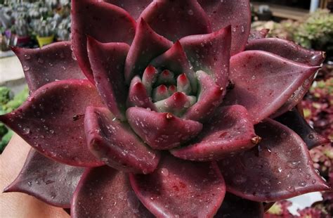 Echeveria Agavoides ‘romeo Rubin Giromagi Cactus And Succulents