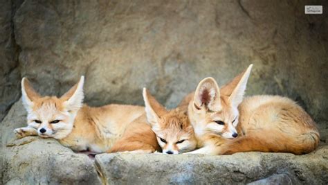 Getting A Fennec Fox Pet: Check Out The Pros & Cons!