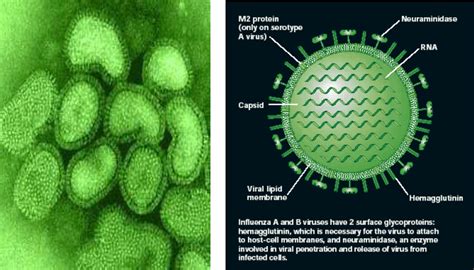 H3N2 Influenza Dieses: Symptoms, Effects & Treatment