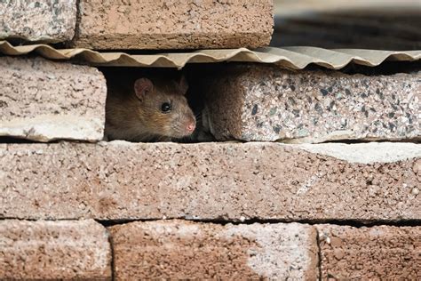 Do Rats Eat Rotting Wood at Hayley Matters blog