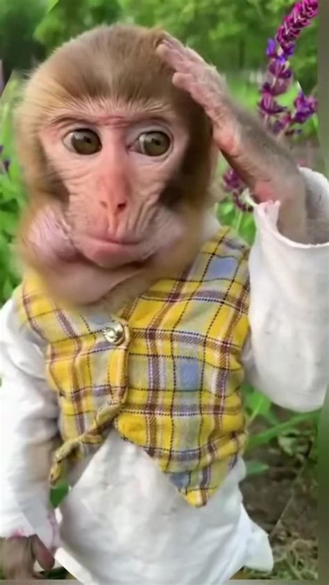 funny animal trend 5