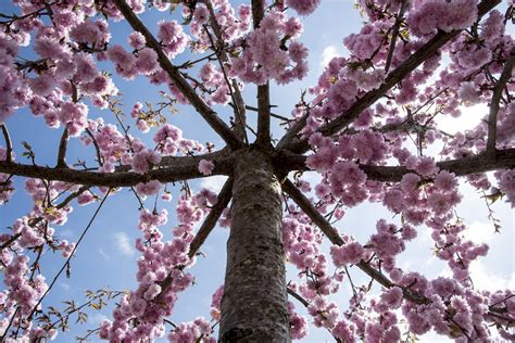 Cerezo Japon S O Prunus Serrulata Cuidados Y Floraci N Gu A Completa