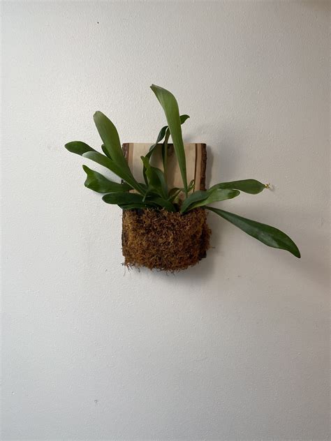 Staghorn Fern Wall Mount by Sweet Alice