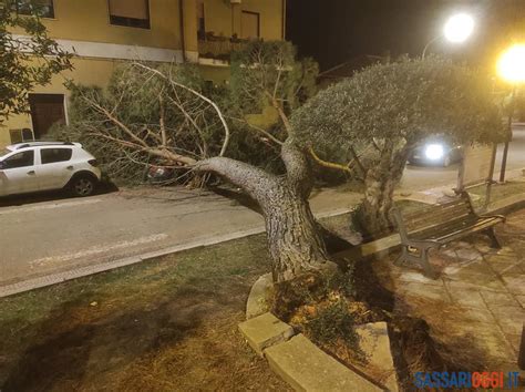 Grosso Pino Cade Nella Notte In Piazza A Thiesi Danneggiata Un Auto