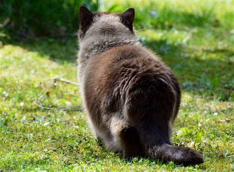 Gato Al Acecho Brit Nico De Pelo Foto Gratis En Pixabay Pixabay