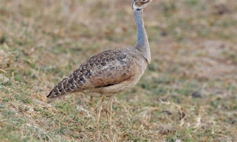 Birds In Tarangire National Park Tanzania Safaris Tours Tanzania