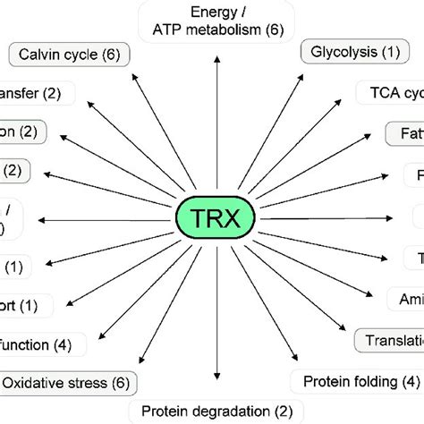 2 Reduction of thioredoxins. In the cytosol and in mitochondria ...