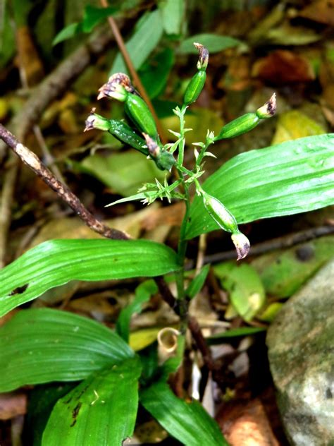 Tropidia polystachya from Cdad Victoria Tamps México on March 28