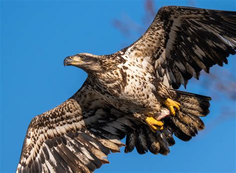 Sub Adult Bald Eagle Photographed In Ohio This Afternoon R