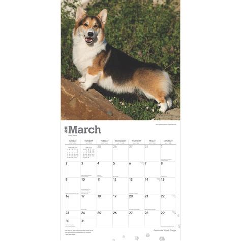 Welsh Corgis Pembroke 2025 Wall Calendar