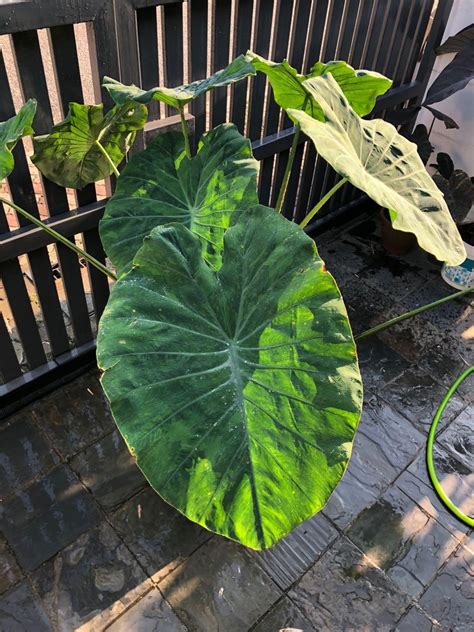 Rare Colocasia Tiger Stripes Green Stem Mother Plant Furniture Home