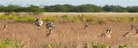 Blackbuck National Park - Wikitravel