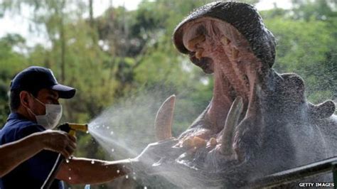 El Desafío De Esterilizar Los Hipopótamos De Pablo Escobar Bbc News Mundo