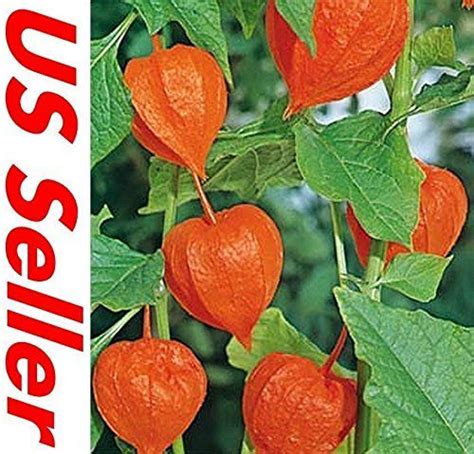 Amazon Chinese Lantern Seeds G73 100 Seeds Physalis Alkekengi