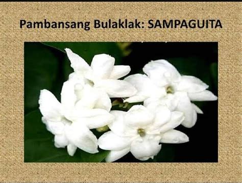 22.Pambansang bulaklak ang sampaguita - Brainly.ph