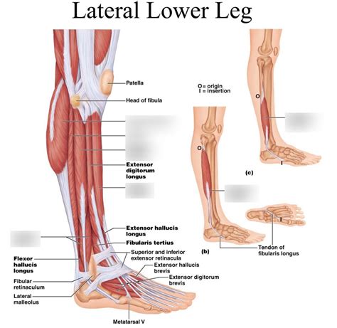 Lateral Lower Leg Diagram Quizlet