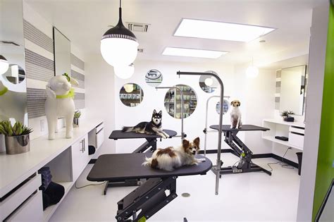 All Pets Grooming Salon Oakleaf Your Dog Grooming Business Salon Vs