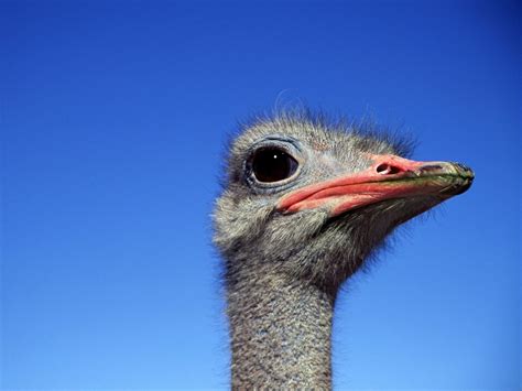 bird pictures photo  wallpaper  bird pictures pictures