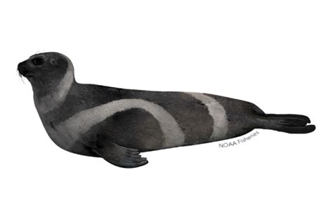 Ribbon Seal | NOAA Fisheries