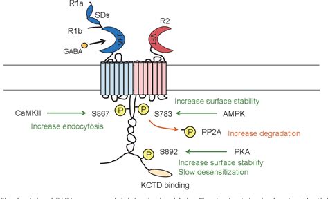 Table 1 From Diversity Of Structure And Function Of Gabab Receptors A Complexity Of Gabab